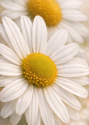 Marguerites - Série Marguerites - E137