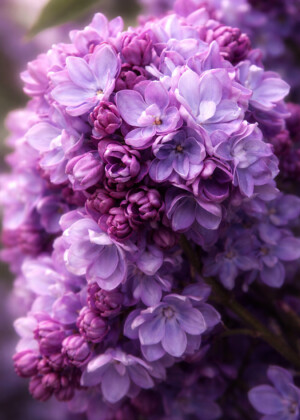 Lilas violet - Série Printemps - E156