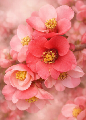Premiers murmures - Série printemps - T301