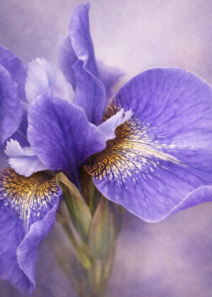 Velours d'iris - Série Iris - T305
