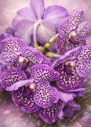 Essence violette - Série Orchidées - T313