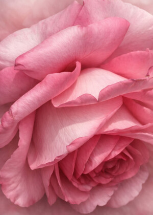 Chuchotement - Série Roses - T314