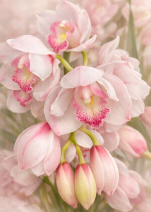 Grâce - Série Orchidées - T318