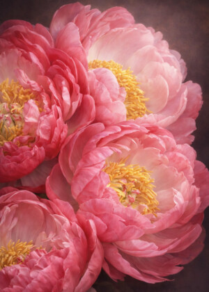 Générosité Générosité - Série Pivoines - T327